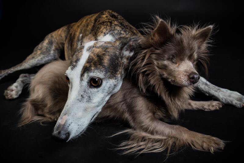 Condroprotectores contra la artropatías en perros